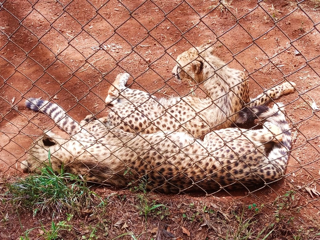 NJOKI: A day inside Nairobi National Park