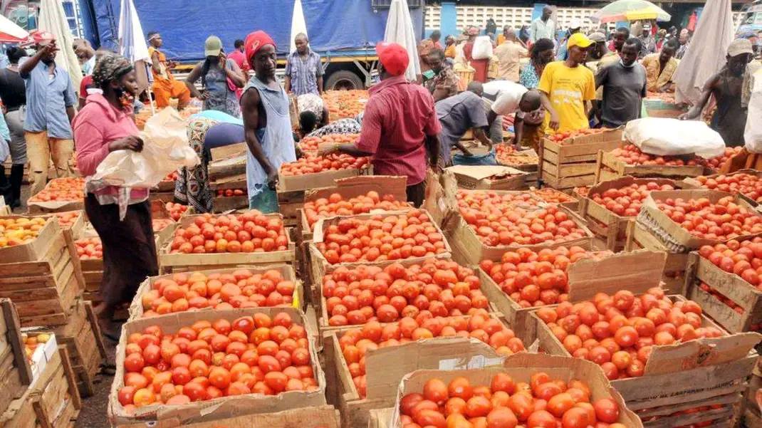 Tomato prices triple on heavy rains, shortage