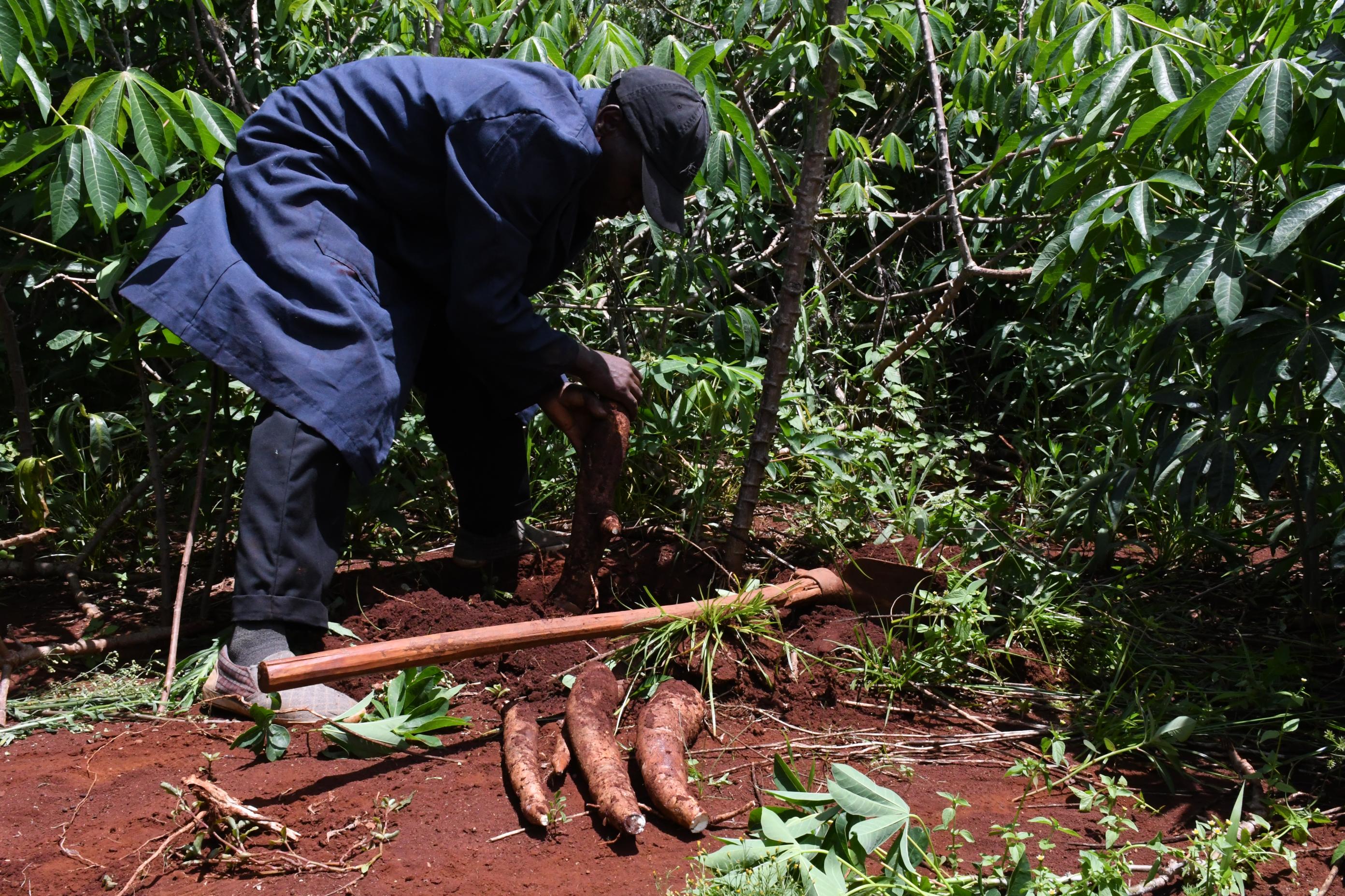 How cooperatives can help farmers earn more