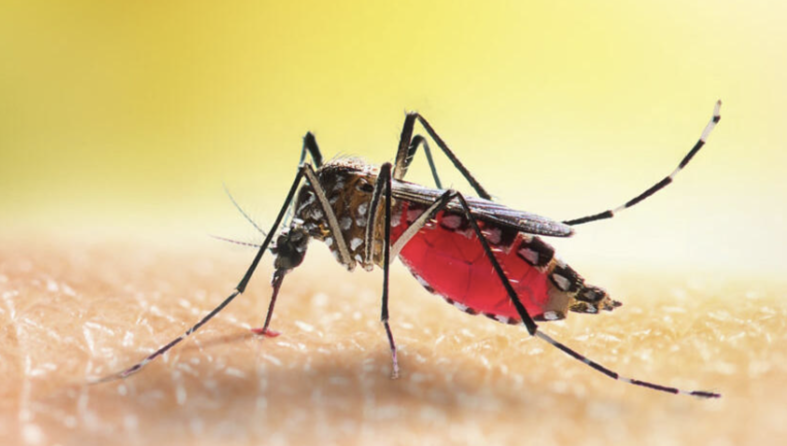 Prepare for almost certain malaria outbreaks - state