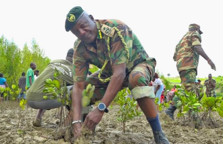 From degraded to thriving: Mangrove revival in motion
