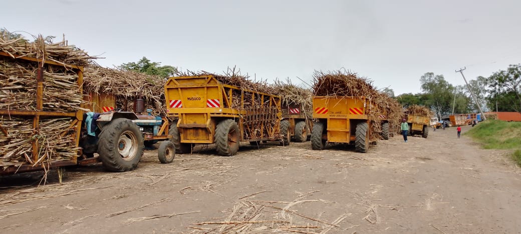 Sugarcane farmers reject Sh5,500 price, threaten industry-wide strike