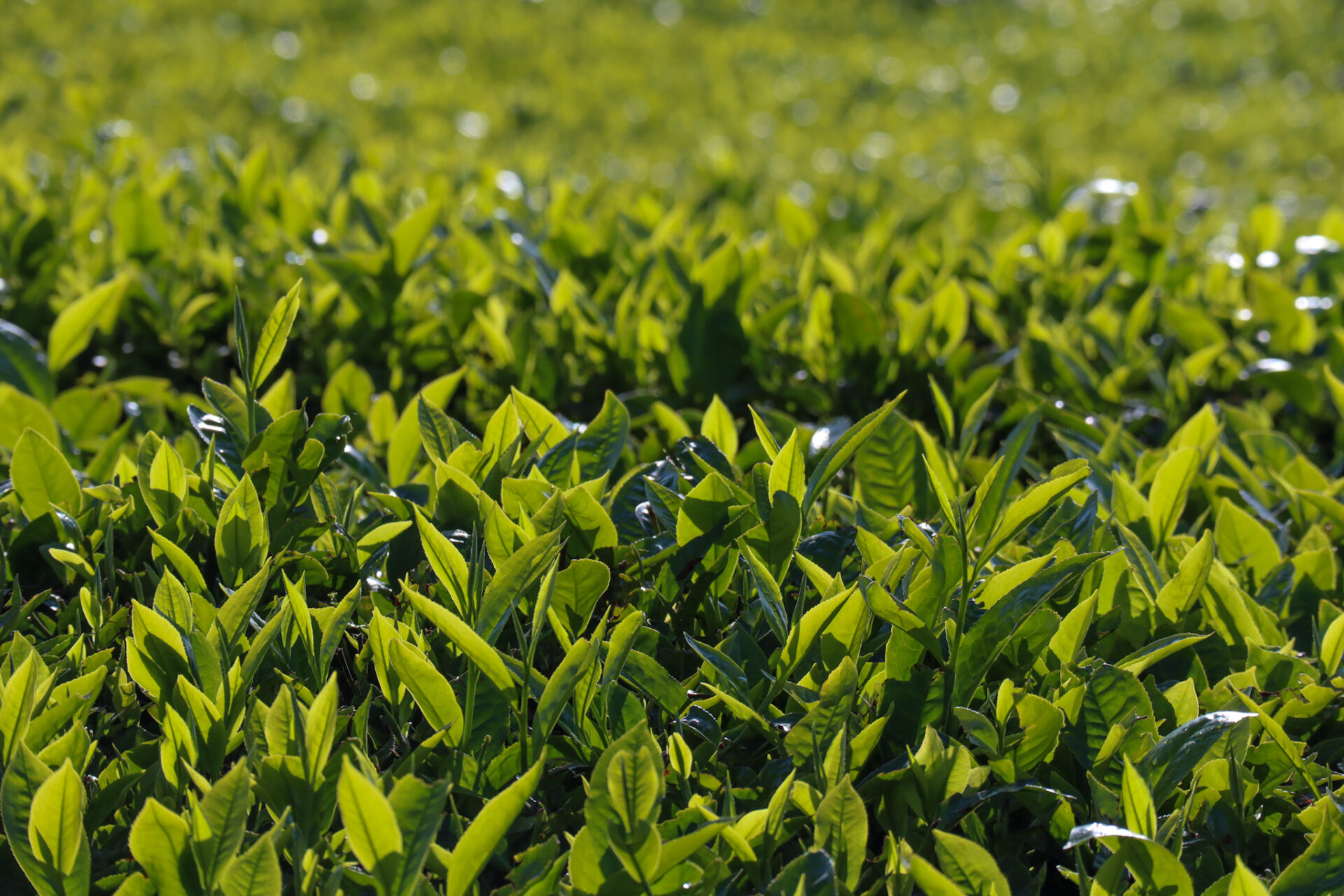 Proposed law to unlock direct sales for tea farmers - PS