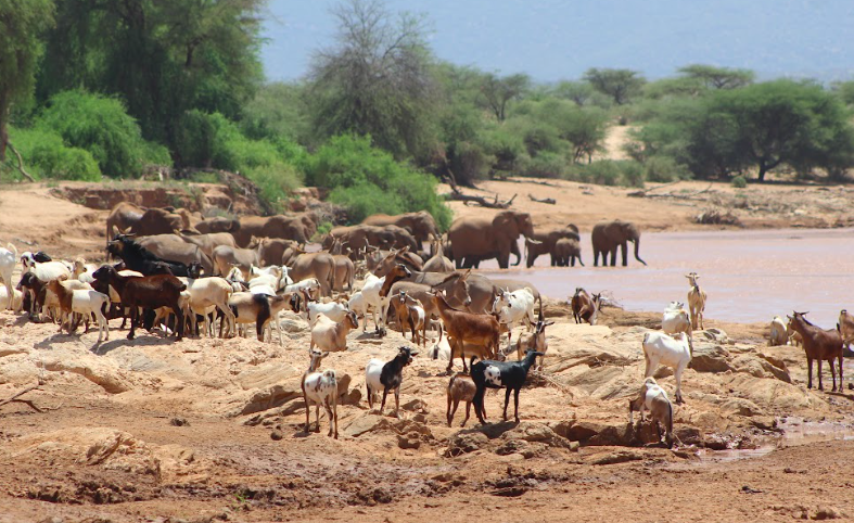 Elephants’ gut microbiomes altered by livestock in shared spaces – study