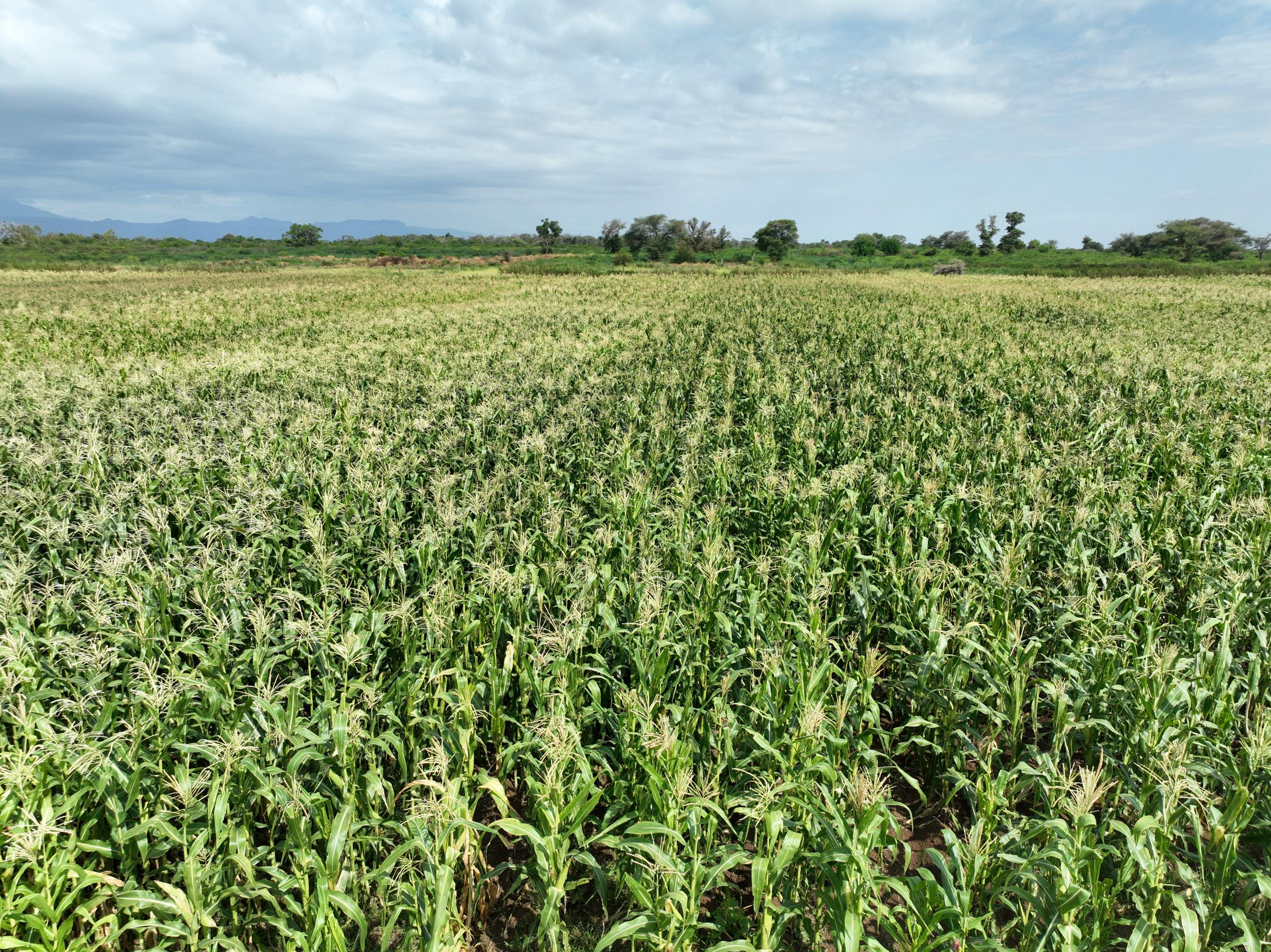 Drought pushes pastoralists into irrigation farming
