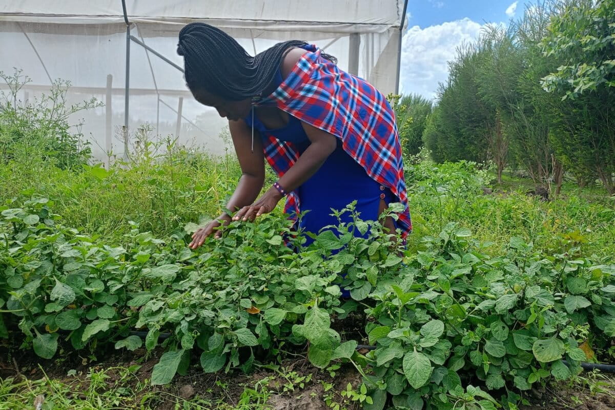 Women led it, youth scaled it: A Maasai community’s fight to adapt to climate change
