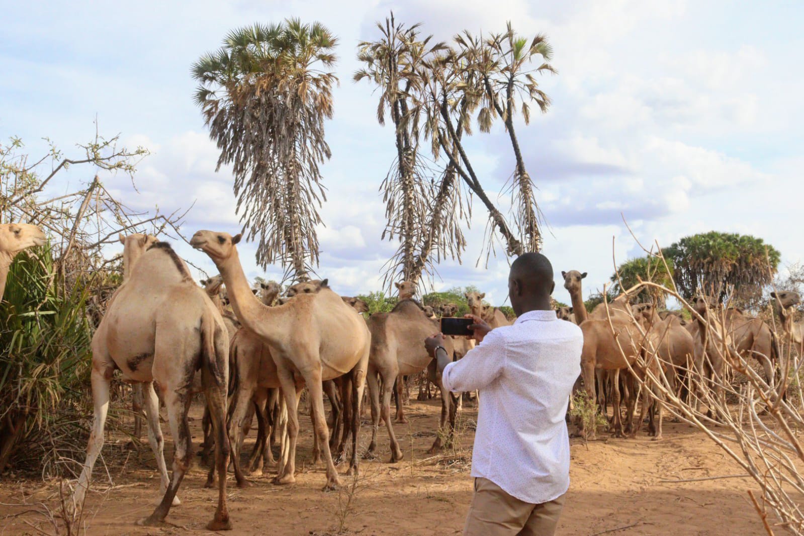 A man takes a photo of camels that had been brought into Kitui County by pastoralist community from Northern Kenya resulting into conflicts over pasture