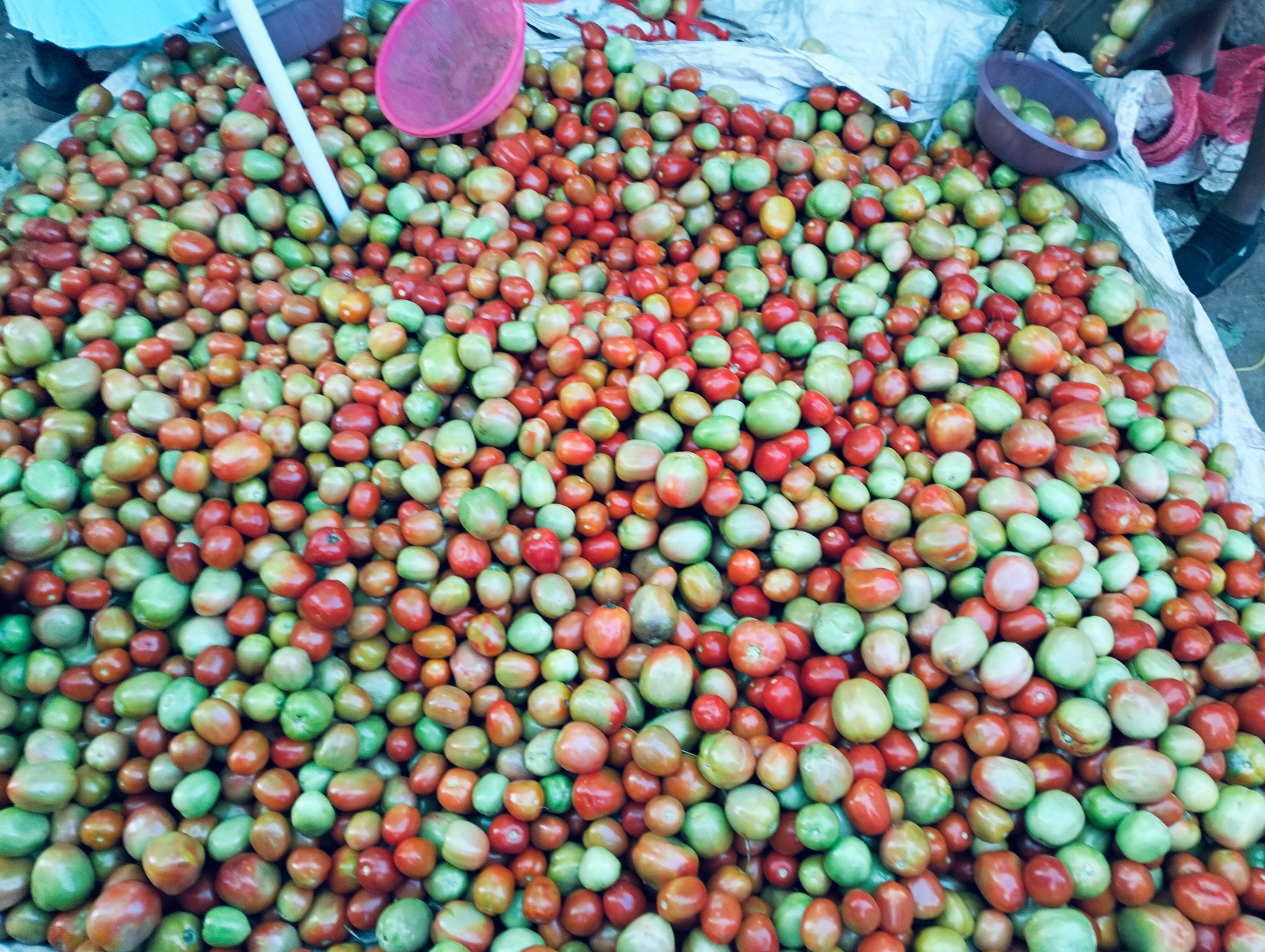 Tomato price surge after January excess supply