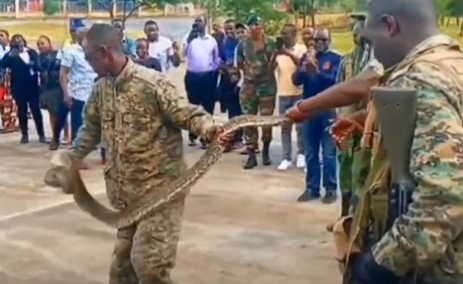 Bus crew arrested over alleged attempt to smuggle snake