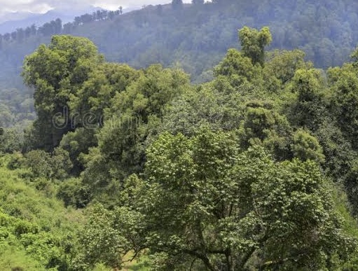 KFS to adopt indigenous knowledge to restore Mt Elgon ecosystem