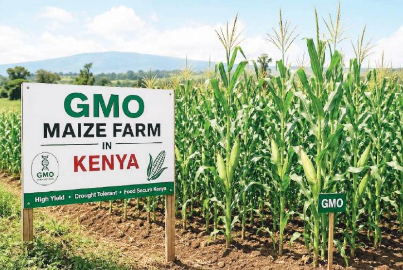 GMO debate divides Kenyans as hunger bites