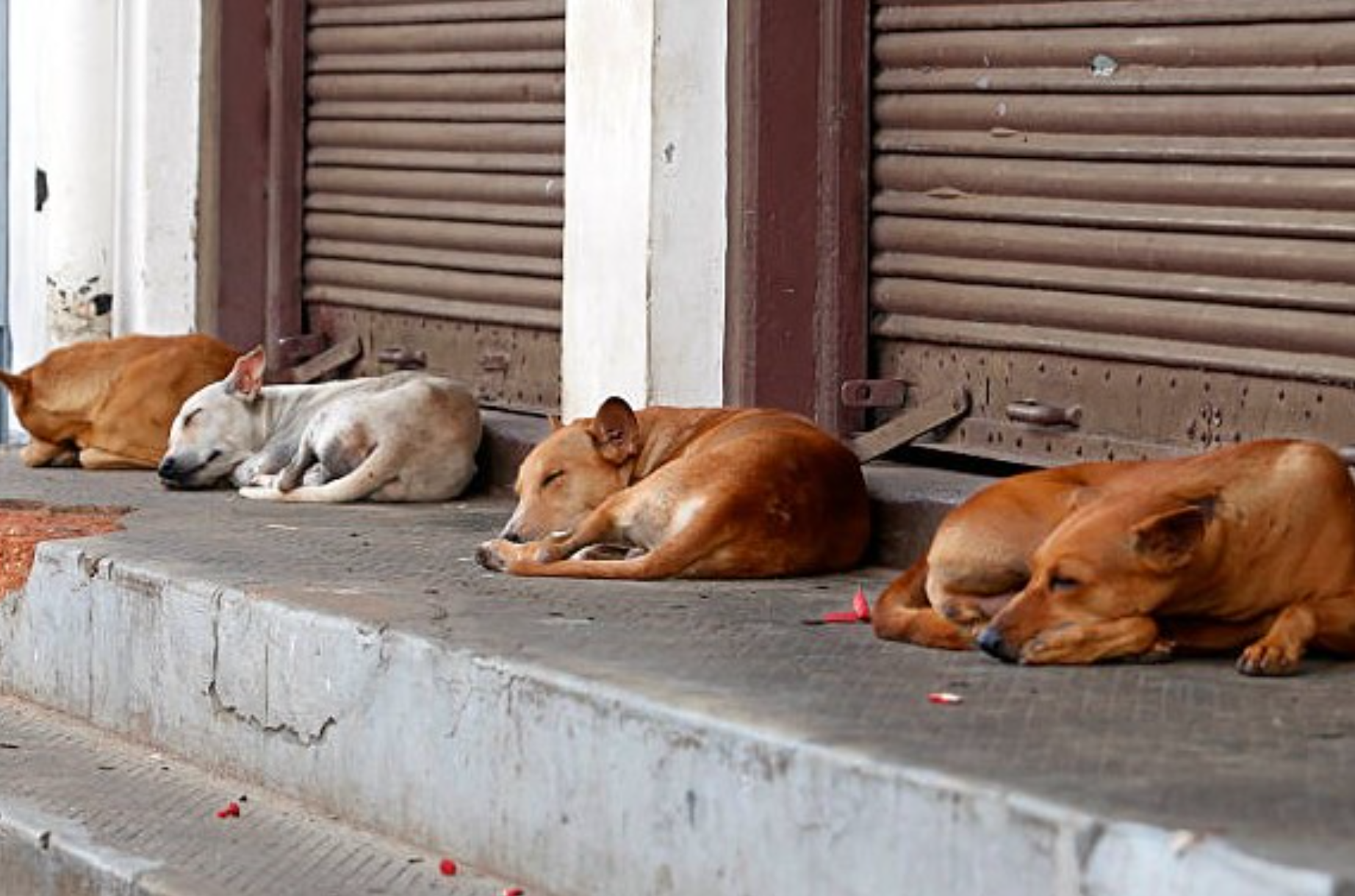 Alarm as new census puts number of dogs at 7 million
