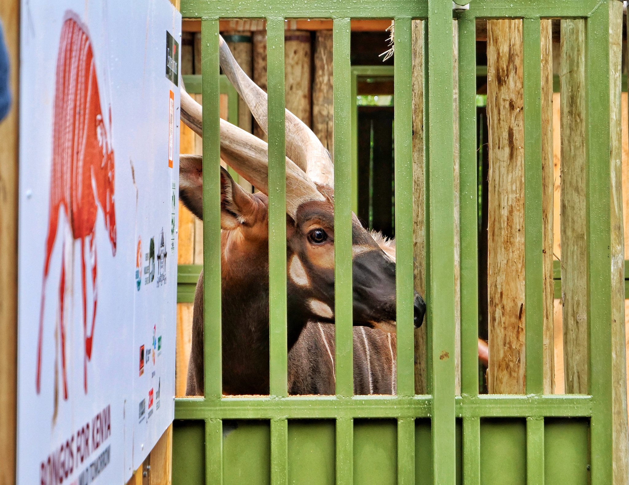 [PHOTOS] Mountain Bongos settle in new home