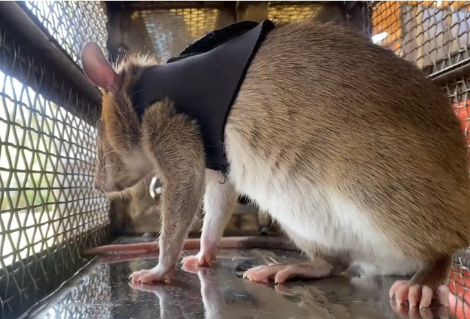 Cambodia famous landmine-sniffing rat honoured