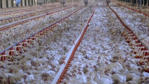 Civil society questions industrial livestock push