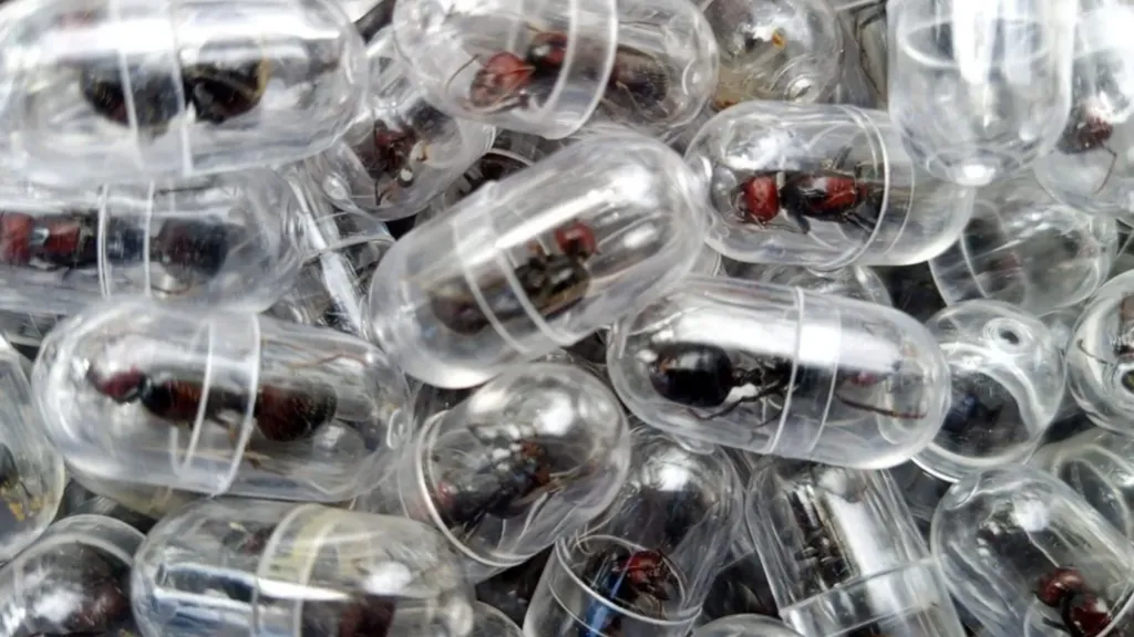 Chinese national given one year in prison for smuggling ants out of Kenya
