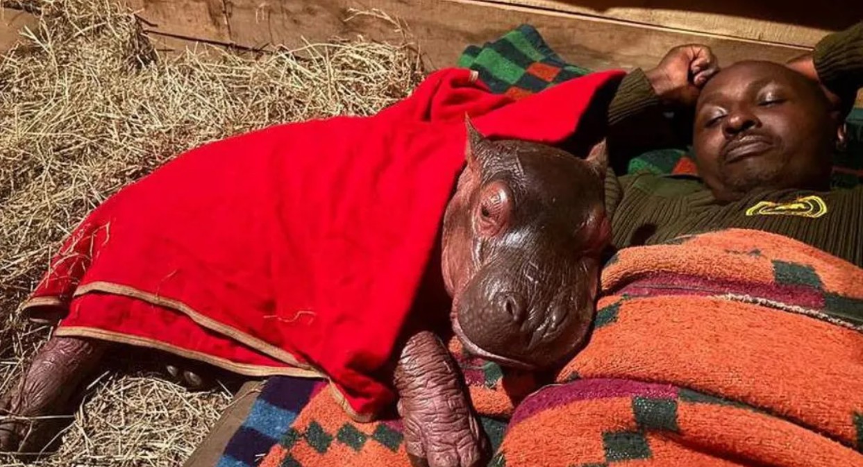The baby hippo has stayed close to its keepers/Sheldrick Wildlife Trust/X