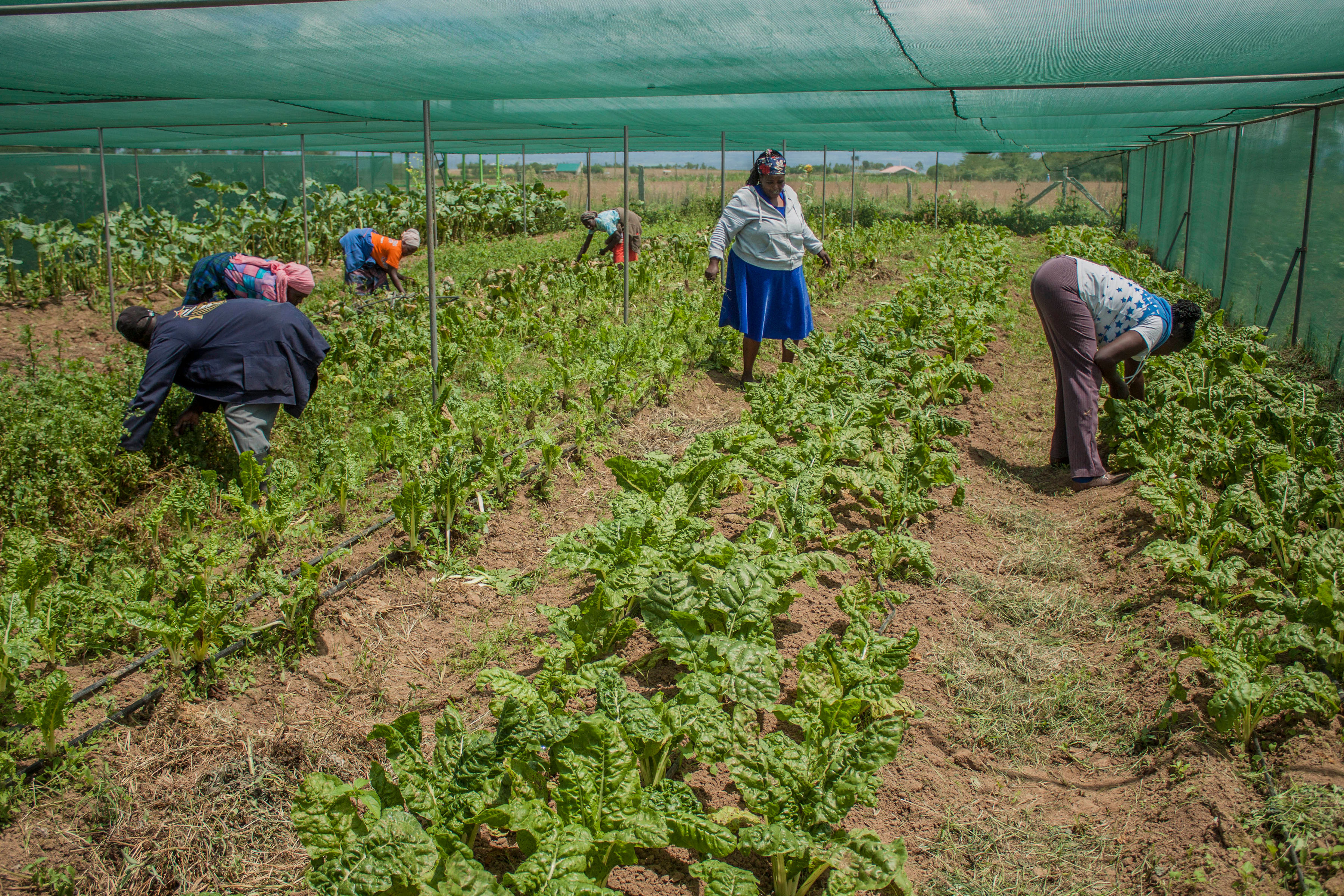 Farmers in Laikipia reap big from climate-smart farming