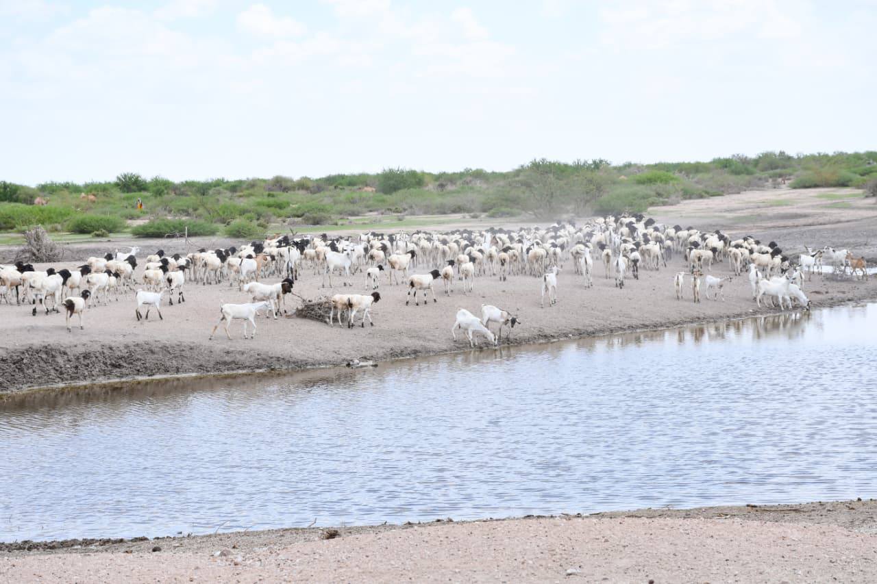 Wajir targets 250k animals in mass livestock vaccination drive