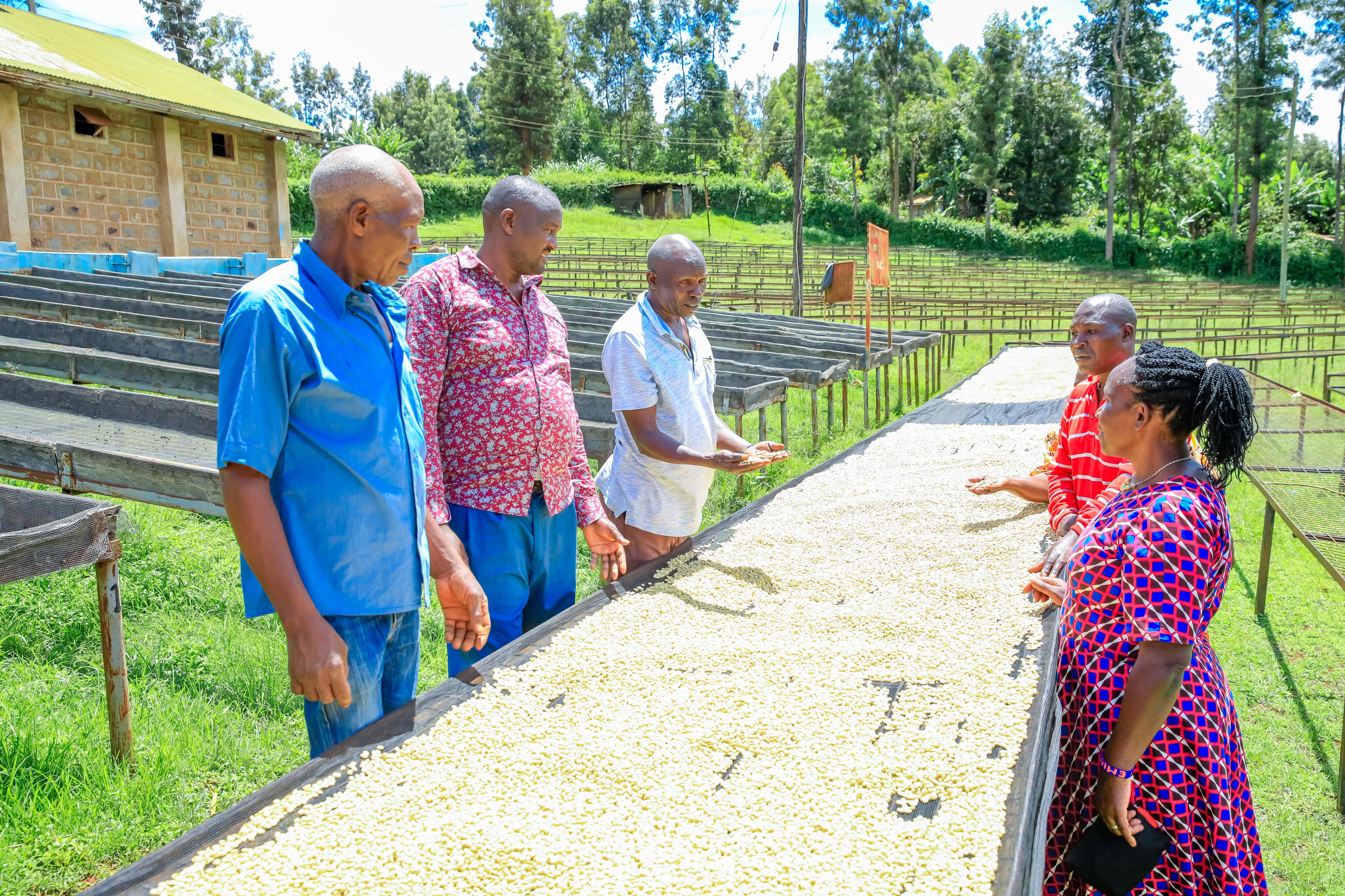 Members of Baragwi coffe co-operative society observe coffee on drying beds at Nyanja Factory in Kirinyaga county/ ALICE WAITHERA