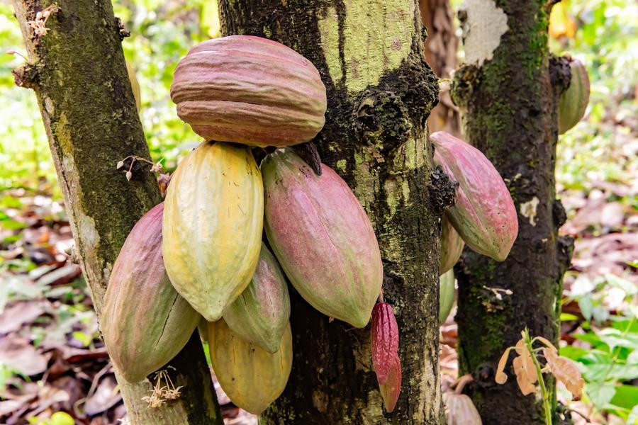 Picha hii iliyopigwa Aprili 8, 2026 inaonyesha maganda ya kakao katika shamba lililo pembezoni mwa Buea, mji mkuu wa Mkoa wa Kusini Magharibi wa Cameroon.