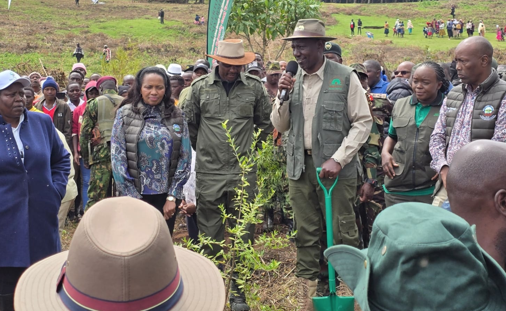 President William Ruto during a tree-planting session at the Mau Forest Complex in October 2025/PCS