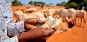 Climate shocks drive demand for crop, livestock insurance