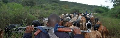 Cattle rustling menace