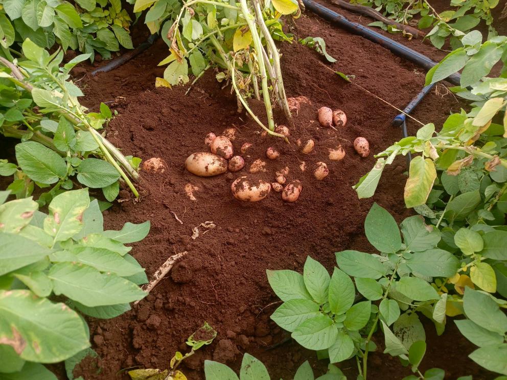 Hope for potato farmers as researchers develop blight-resistant variety