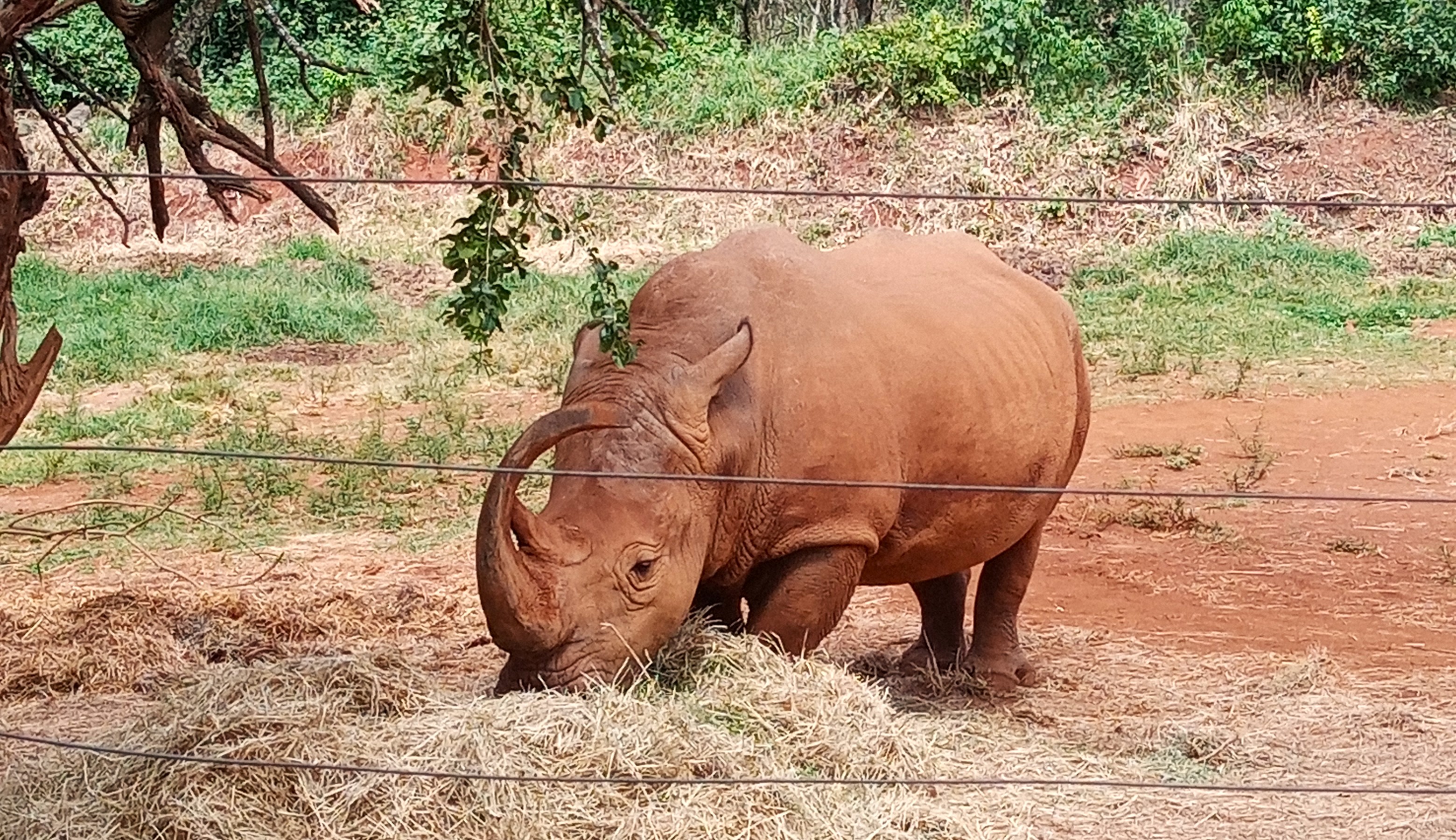 OUT AND ABOUT: Why jumbos and rhinos are a big deal in Kenya