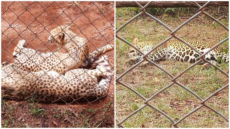 OUT AND ABOUT: Beneath the spots of cheetahs and leopards