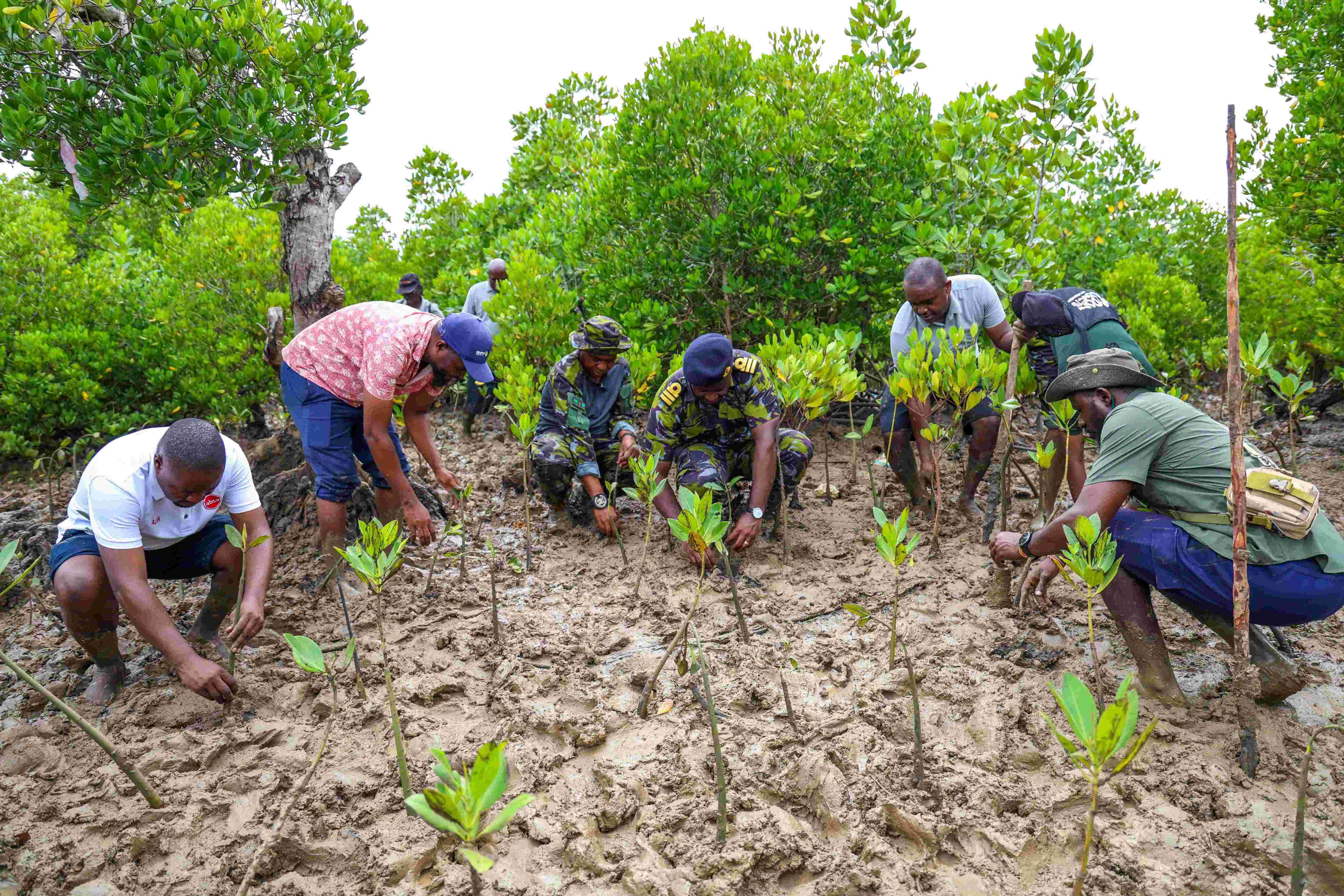 Kenya Navy steps up mangrove restoration