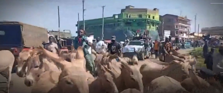 Ol Kalou PRP aspirant turns heads with donkey ride