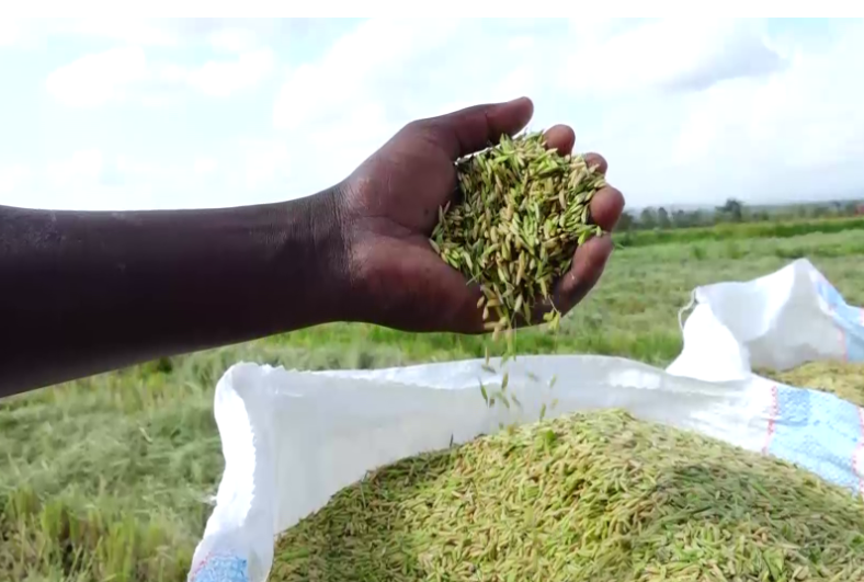 High cost of living and changing lifestyles drive rice consumption