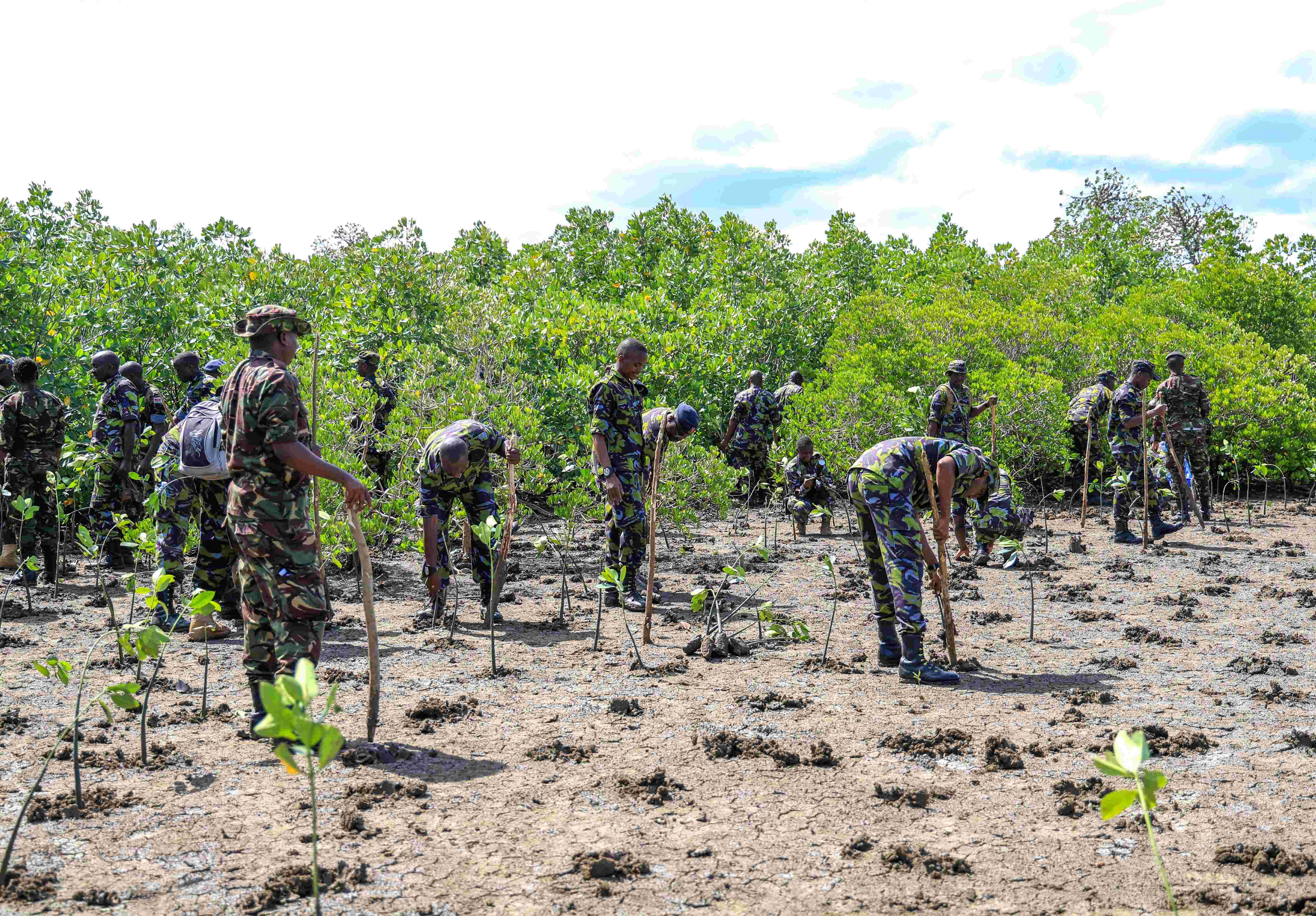 KDF, community plant 150,000 trees in Tsunza in a day