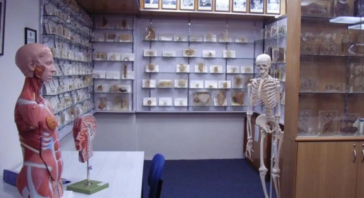 Tasmanian government apologises over stolen body parts scandal