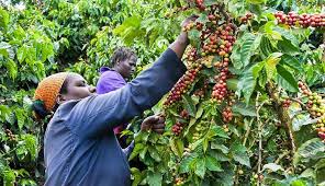 A Kenyan coffee farmer/ FILE