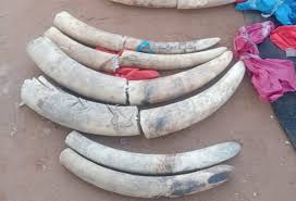Tragedy as suspected tusk trafficker shot dead in scuffle in Nyeri