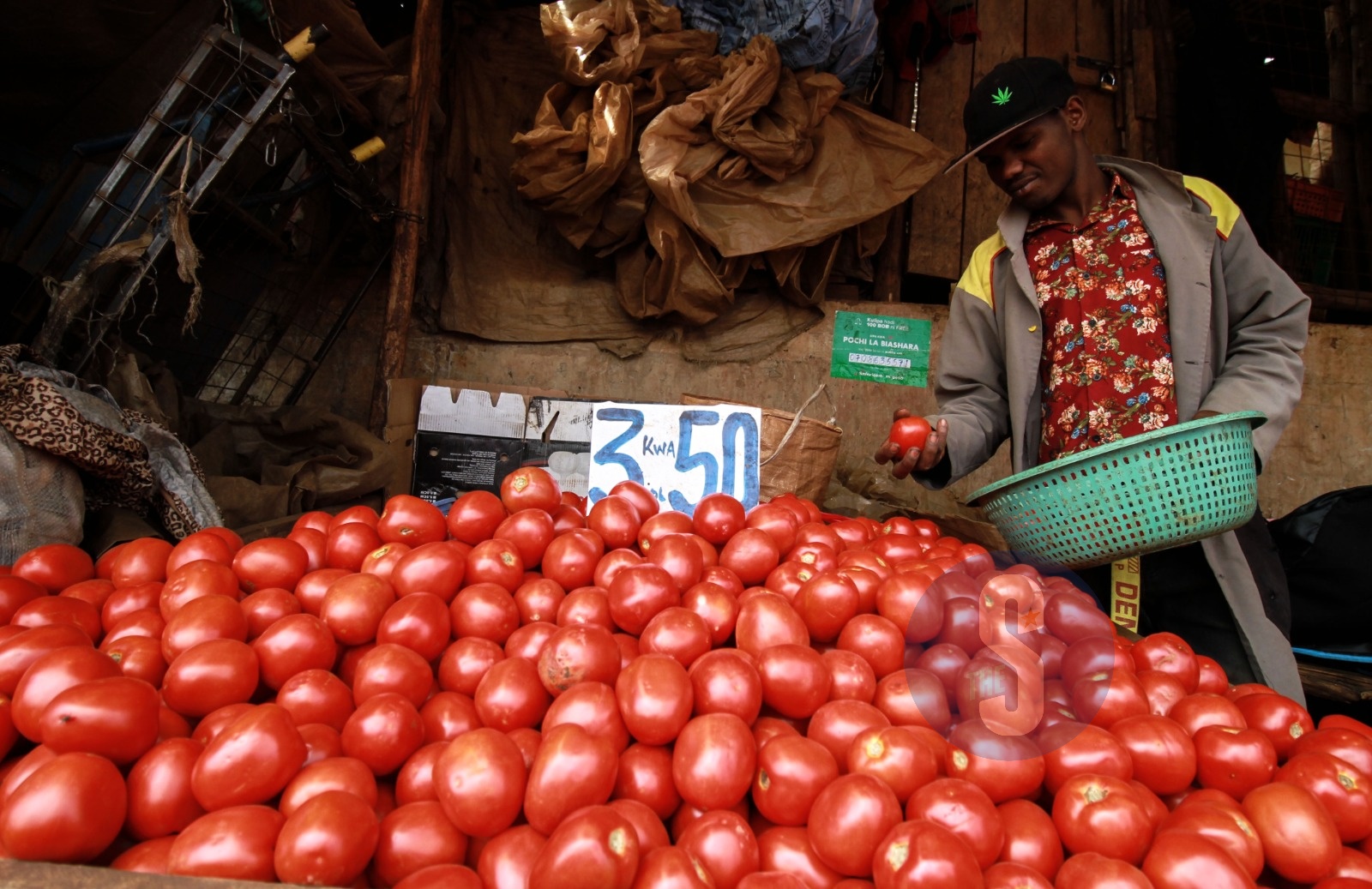 A trader sells fresh tomatoes at Harambee Market in Kangemi on May 6, 2026. Traders have reported reduced supply following ongoing rains that have disrupted deliveries across the country, leading to higher prices for the commodity. Photo/Enos Teche