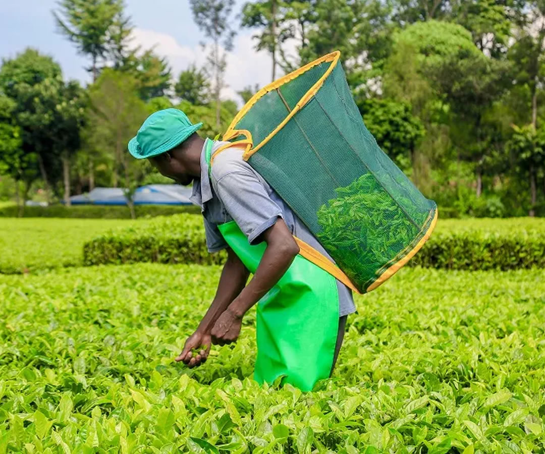 A worker plucks tea at a farm/COURTESY