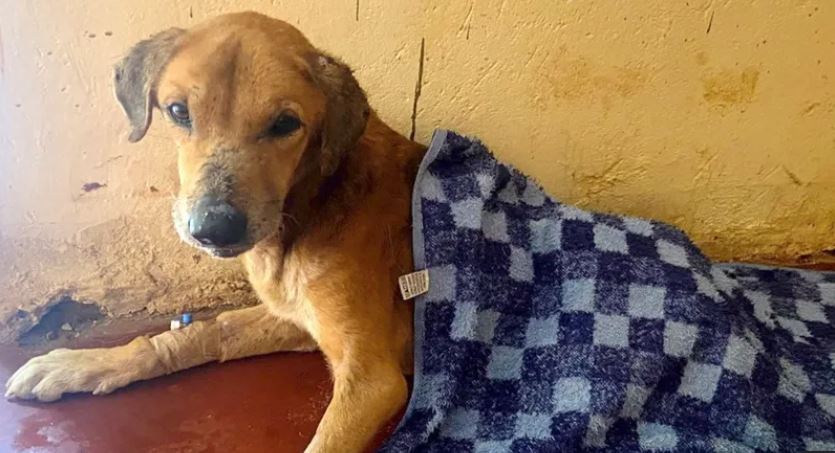 Russet was treated by a vet after being injured and used in fraudulent campaigns to raise money