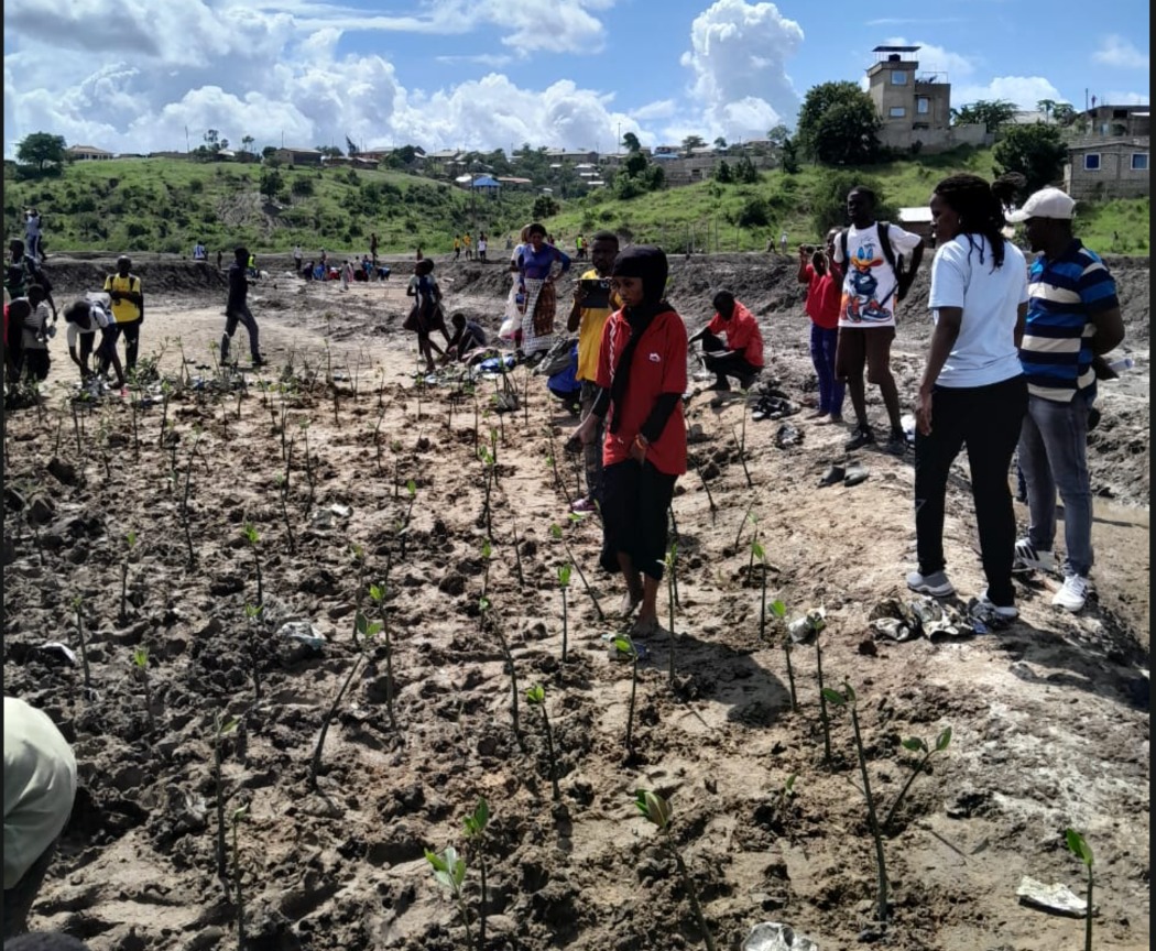 20,000 mangroves planted in Tudor Creek push to boost coastal ecosystem