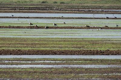 Dominion Farms investor eyes comeback in Siaya