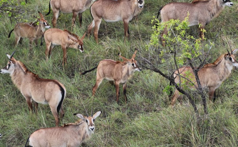 Kenya moves to unify wildlife data in bold conservation shift