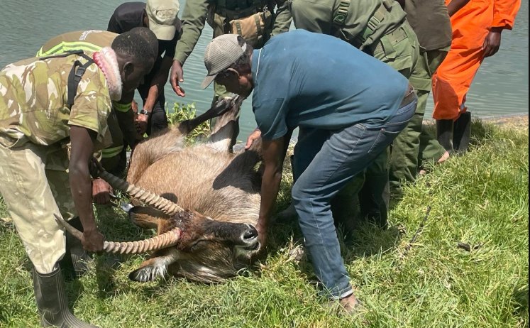 KWS rescues snared waterbuck at Ecoscapes Farm