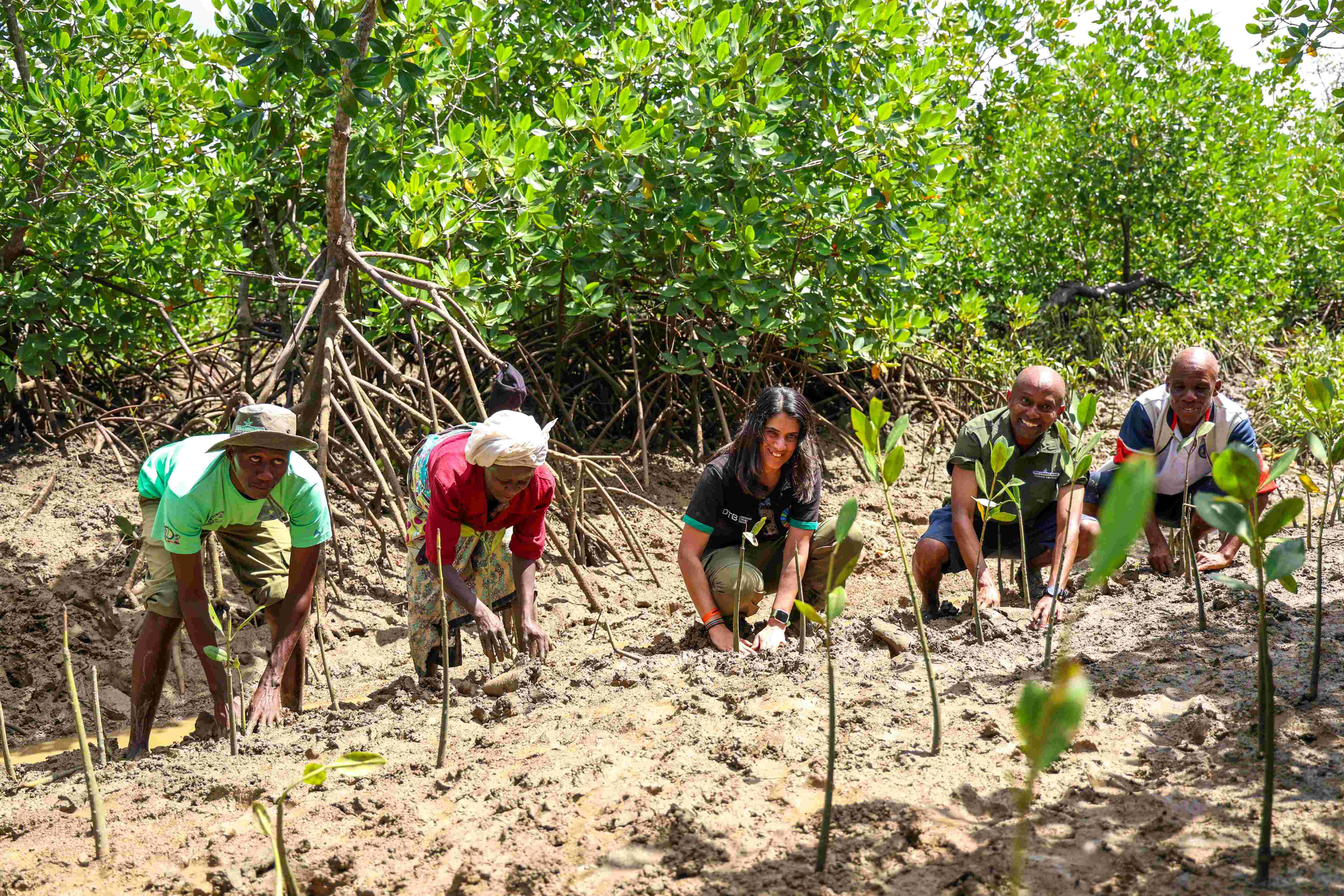 Kwale women cash in on mangrove planting
