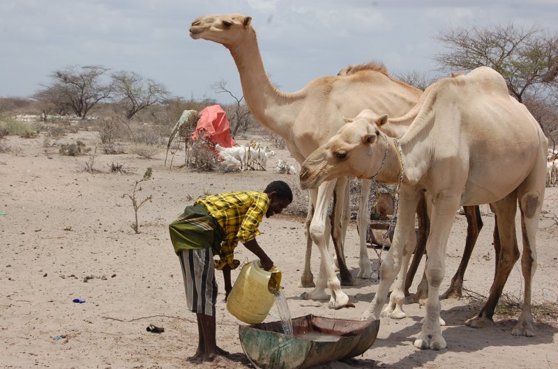 Marsabit's hybrid camels that are beating droughts, saving pastoralists
