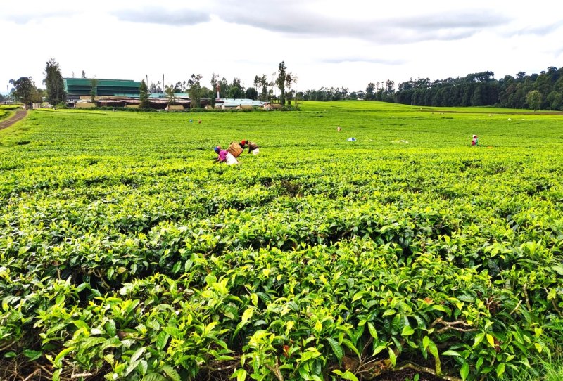 Tea farmers earn Sh55 billion despite row over new levy