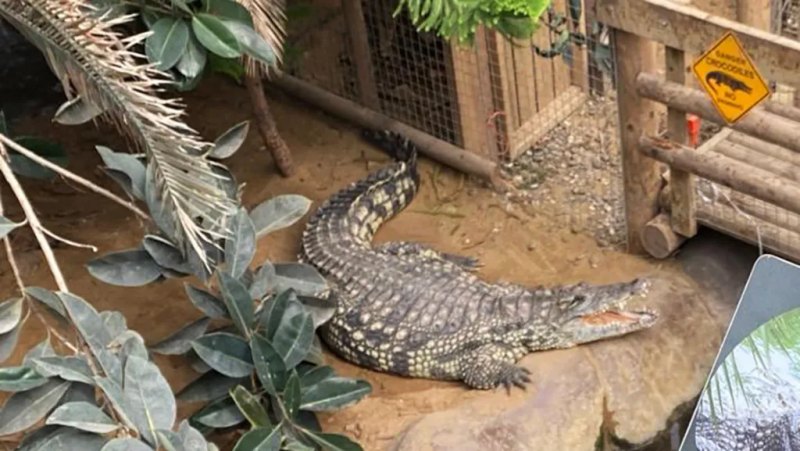 Boy, 3, was attacked by crocodile at zoo as man bailed