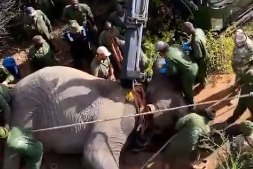 KWS moves 3 elephants over human–wildlife conflict